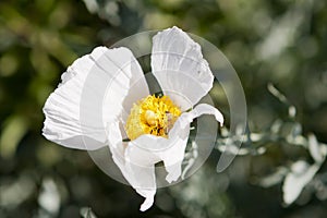 Matilija Poppy