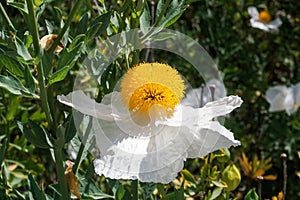 Matilija poppy flower, California