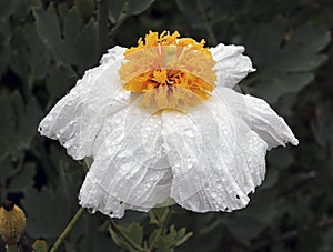 Matilija Poppy Flower