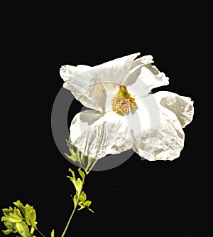 Matilija Poppy flower white yellow