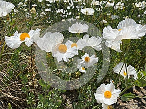 Matilija Poppy or Romneya coulteri