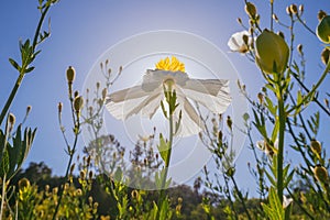 Matilija poppy backlit by the sun, Southern California