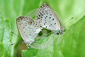 Mating