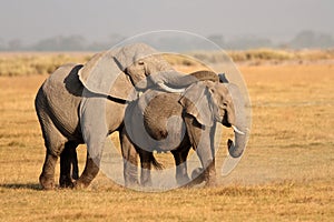 Mating African elephants