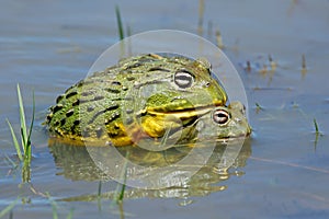 Mating African giant bullfrogs