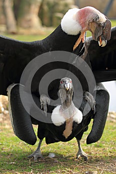 Mating andean condors