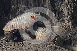 Mating armadillos