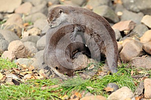 Mating asian otters