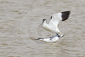 Mating Avocets