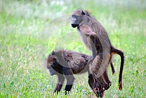 Mating Baboons photo