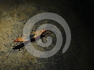 Mating beetles on a rock