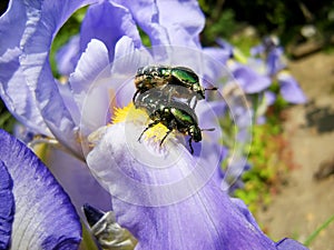 Mating of beetles