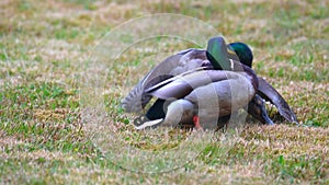 Mating behavior of Mallards Anas platyrhynchos three males fighting for a lady on a lawn