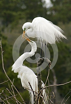 Mating behavior of two egrets in Georgia.