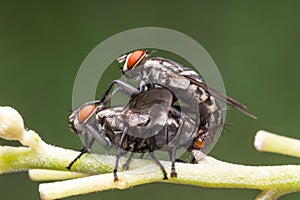 Mating behaviour of Flies