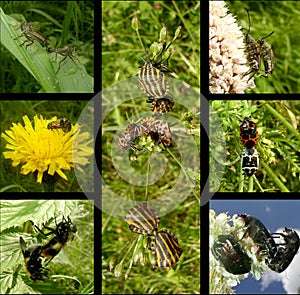 Mating behaviour of insects