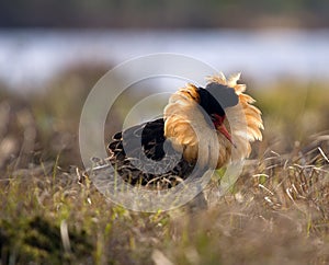 Mating behaviour. Male ruffs are in state of self-advertising