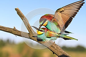 Mating birds of paradise