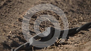 Mating black snake on the dirt road