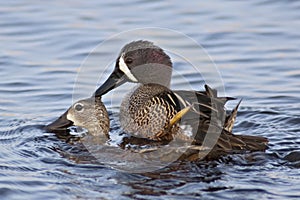 Mating Blue-winged Teals