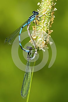 Mating bluet damselflies on grass in New Hampshire