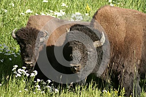 Mating Buffaloes