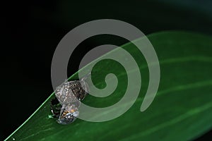 Mating bug at night