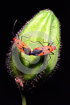 Mating bugs