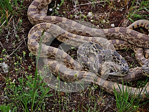 Mating Bull snakes entangled together