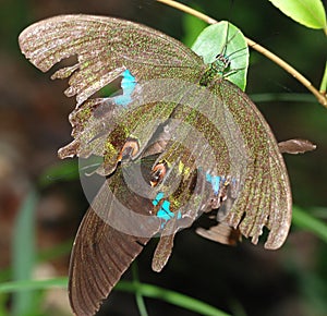 Mating butterflies