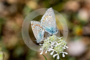 Mating butterflies