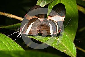 Mating Butterflies