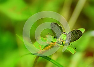 Mating butterflies