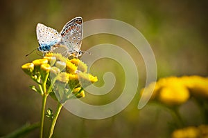 Mating butterflies photo