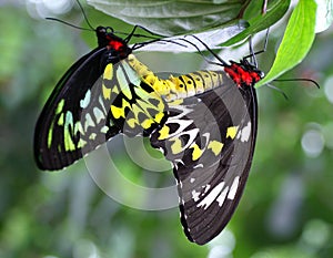 Páření motýli 