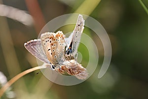 mating butterflies chalkhill blues in the summer sun