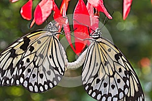 Mating butterflies closeup