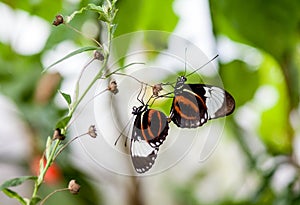 Mating butterflies Cydno Logwing