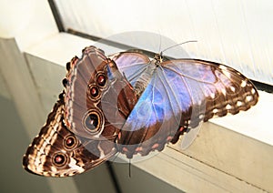 Mating butterflies emperors