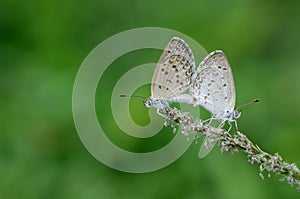 Mating butterflies on the grass flower with blurred background