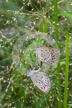 The mating butterflies