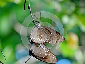Mating butterflies, hang on each other