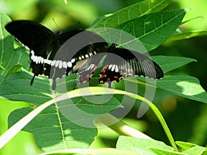 Mating butterflies on the leaf