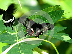 Mating butterflies on the leaf in the jungle