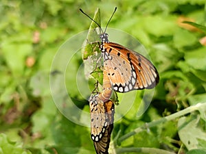 Mating butterflies at the top of the plant