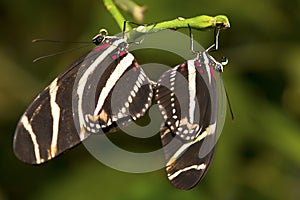 Mating Butterflies in the Woods