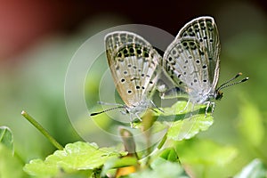 Mating Butterfly