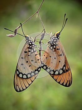 Mating butterfly on dried flower
