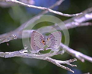 Mating butterfly