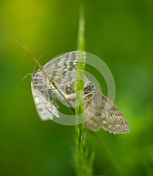 Mating butterfly moth